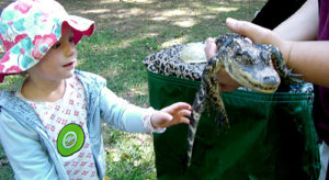 Girl pets aligator