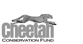 Openbox9 Clients: Cheetah Conservation Fund