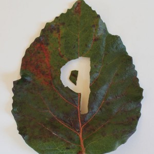 nine in a leaf