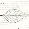 Sketch of a leaf
