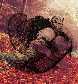 Thankful turkey blog artwork