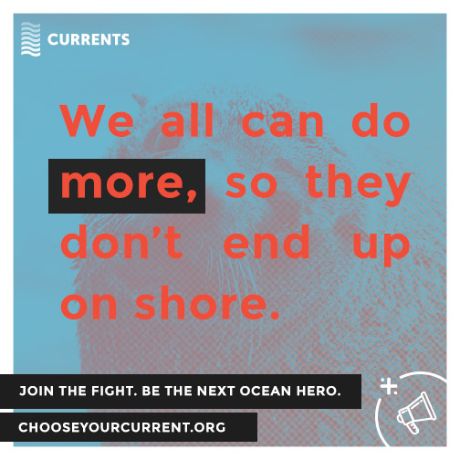 Ocean Foundation Currents social media graphic