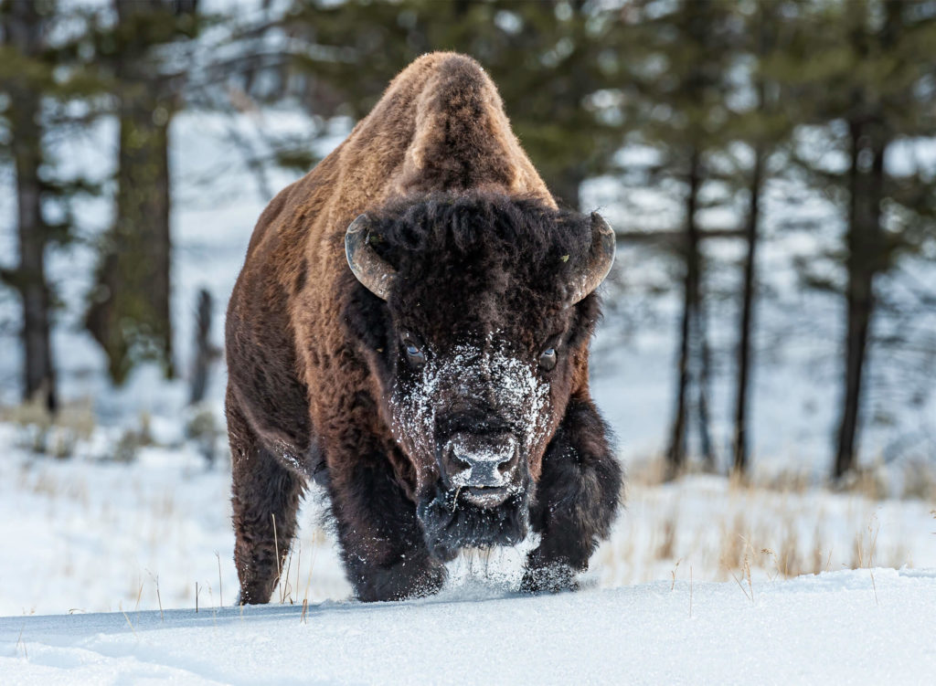 American bison walking in the snow.
