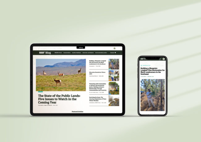 National Wildlife Federation Blog Website Design