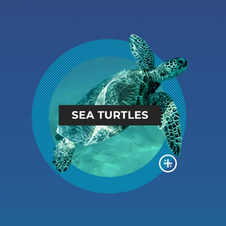 Ocean Foundation Currents turtle graphic.