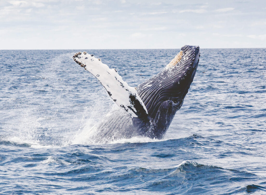 Blue whale breaching in the ocean