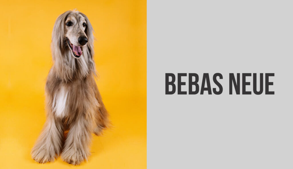 Afghan Hound - Bebas Neue