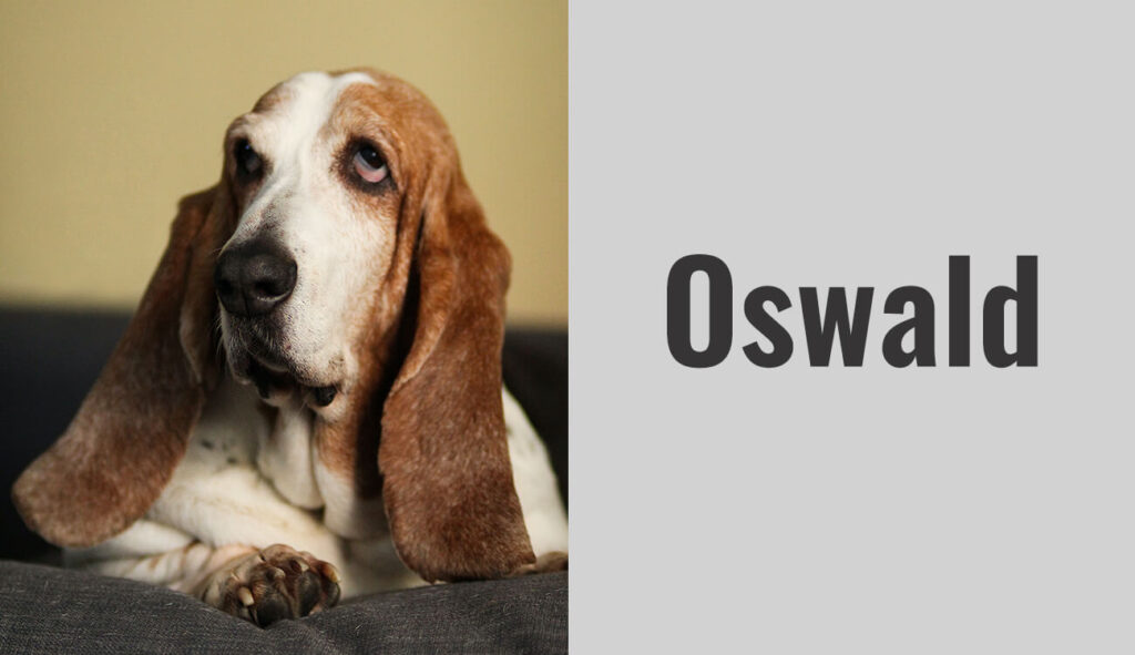 Basset Hound - Oswald