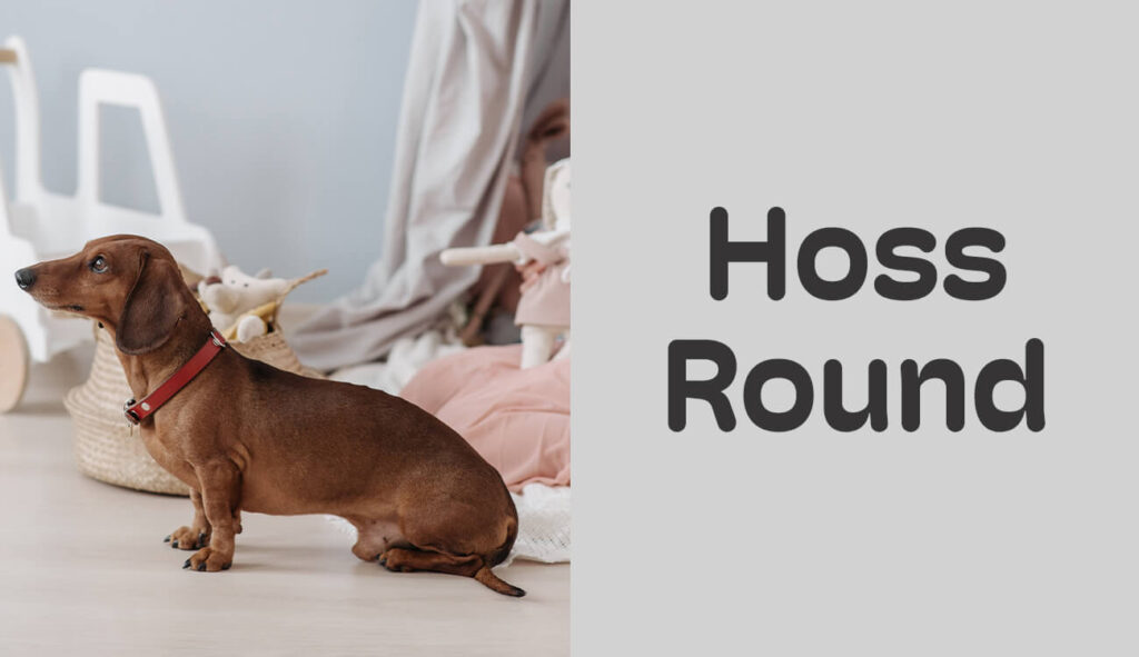 Dachshund - Hoss Round