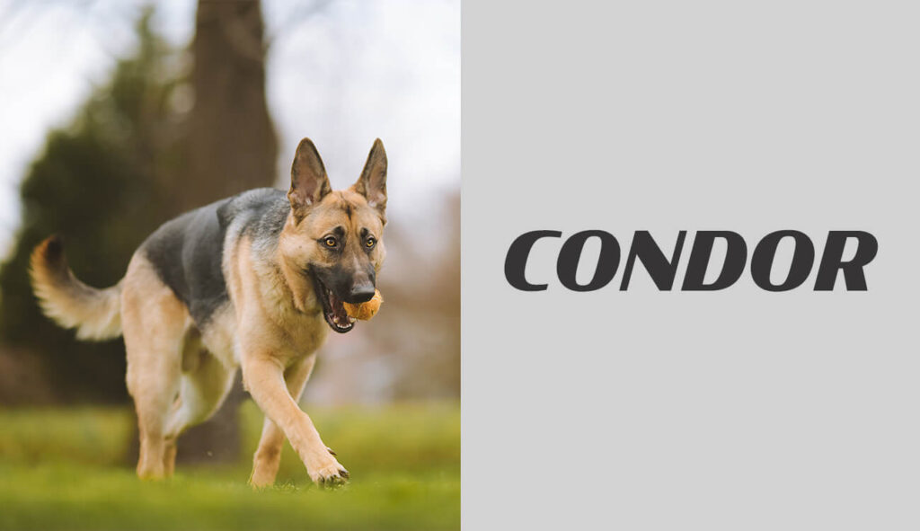 German Shepherd - Condor