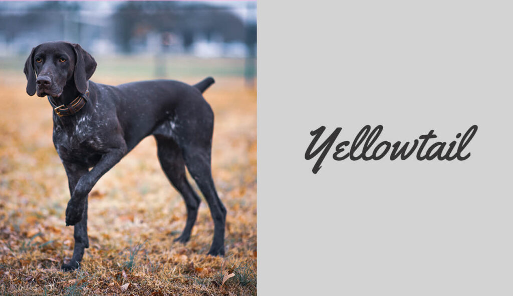 German Shorthair - Yellowtail