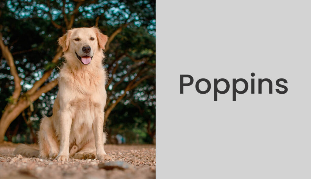 Golden Retriever - Poppins