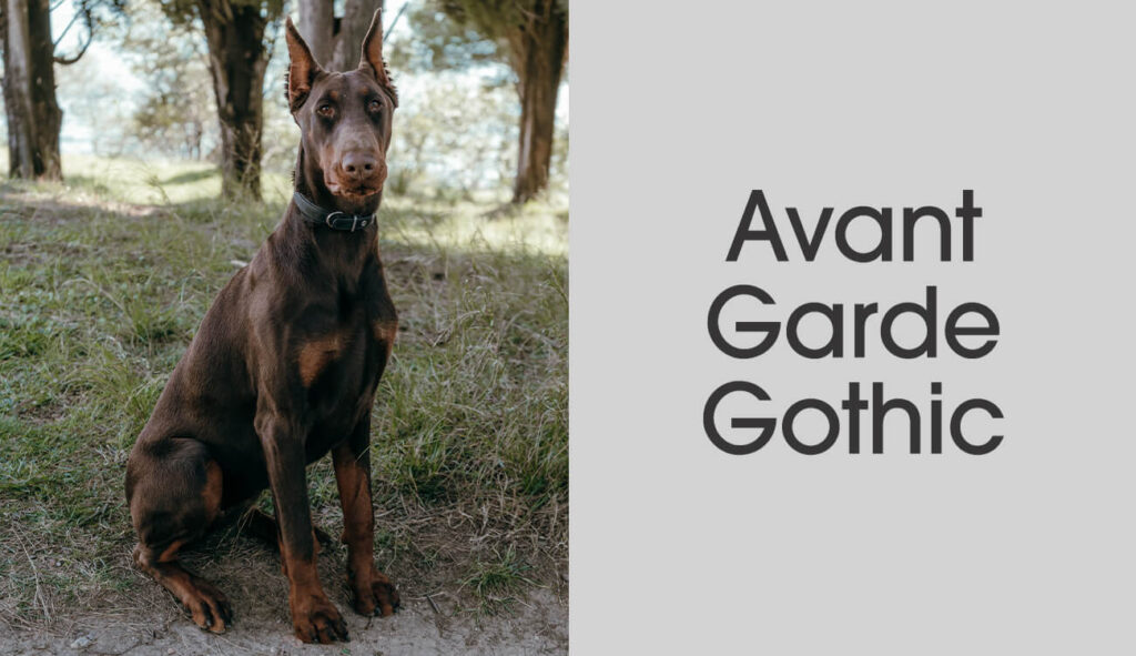 Doberman Pinscher - Avant Garde Gothic